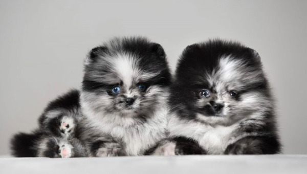 Disponible chiots spitz nain