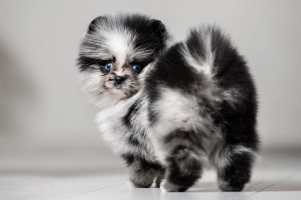 Disponible chiots spitz nain pas cher