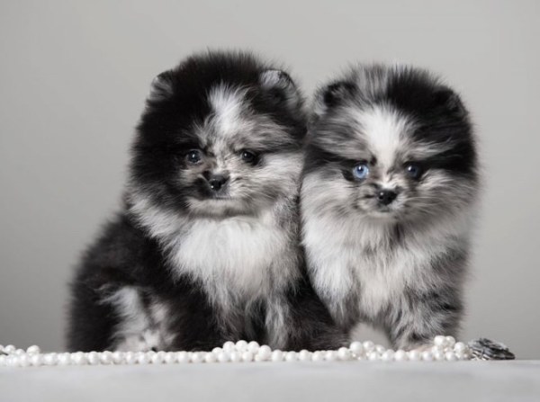 Annonce Disponible chiots spitz nain