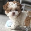 Don chiots cavalier king charles