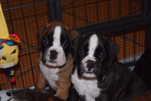 Donne chiots boxer