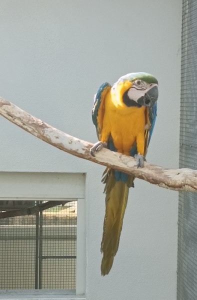 Femelle ara ararauna 2024