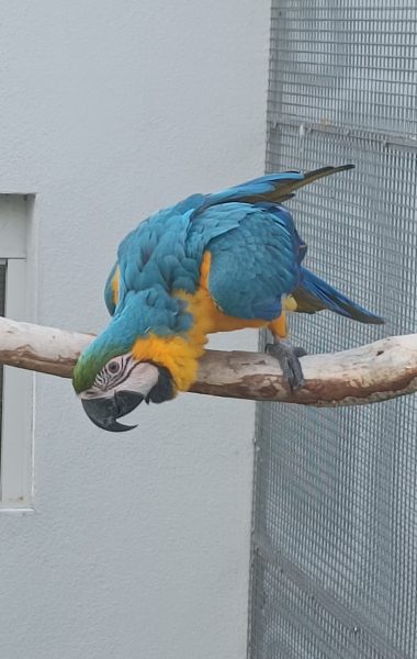 Vente Femelle ara ararauna 2024