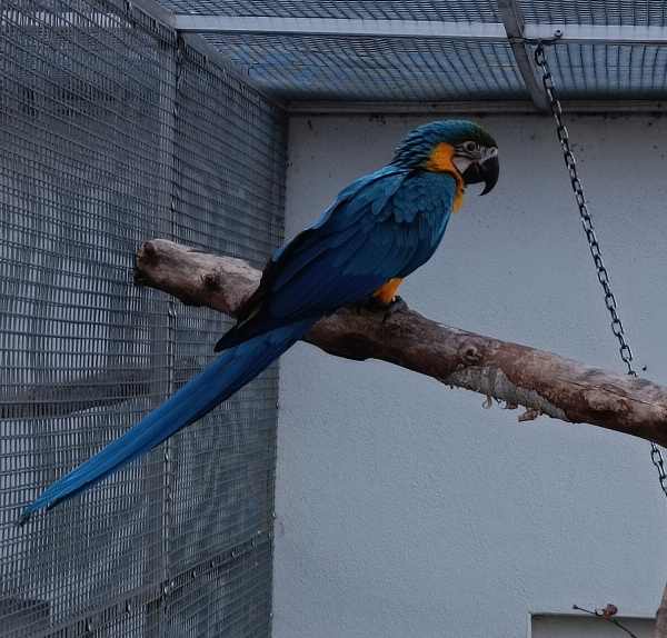 Femelle ara ararauna 2025