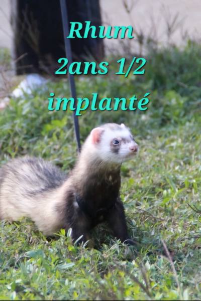 Furet cherche famille