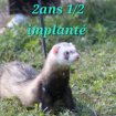 Furet cherche famille