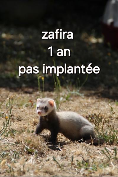 Furet cherche famille pas cher