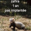 Annonce Furet cherche famille