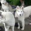 Husky sibérien pas cher