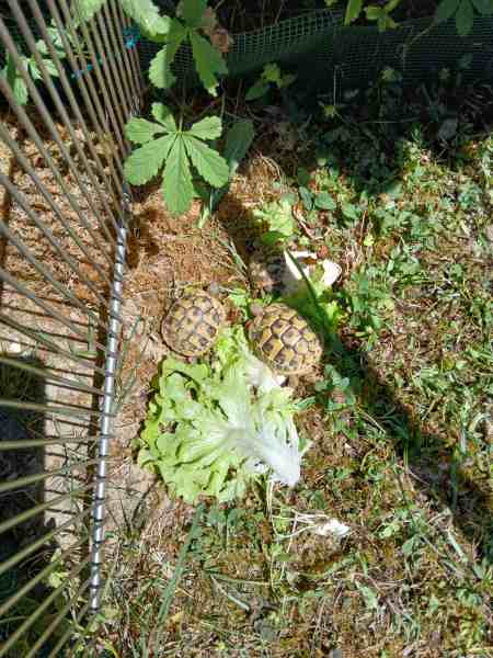 Jeunes tortues hermann