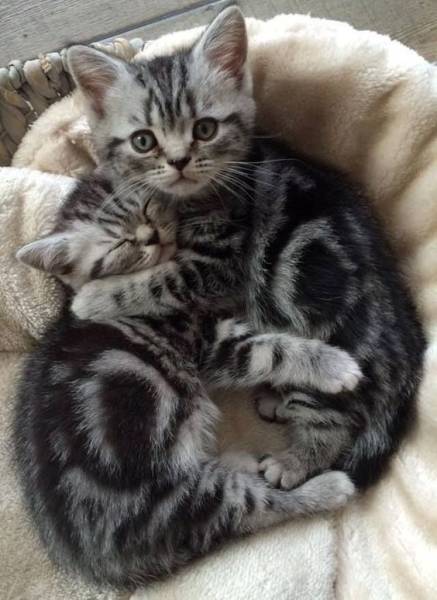 Jolie adorable chaton british shorthair