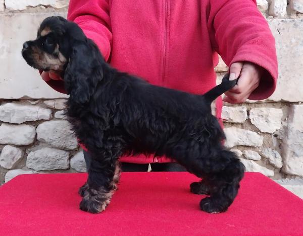 Vente Jolis chiots cocker am&eacute;ricain lof