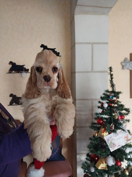 Jolis chiots cocker am&eacute;ricain lof pas cher