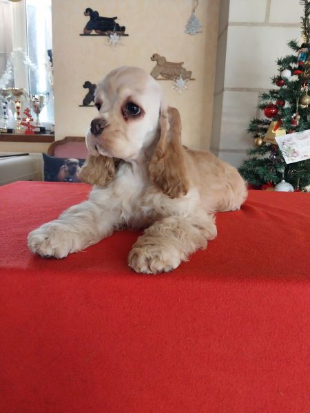 Annonce Jolis chiots cocker am&eacute;ricain lof