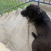 Annonce Labrador 4 ans