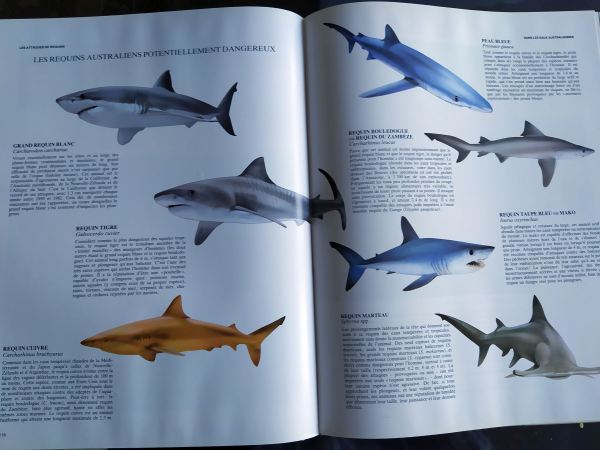 Les requins - john d.stevens - éditions bordas pas cher