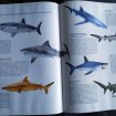 Annonce Les requins - john d.stevens - éditions bordas