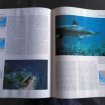 Les requins - john d.stevens - éditions bordas occasion