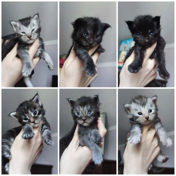 Vente Magnifiques chatons maine coon