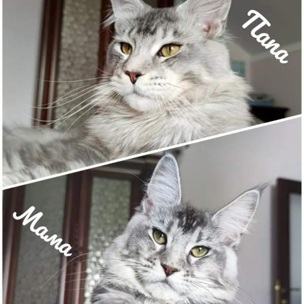 Magnifiques chatons maine coon pas cher