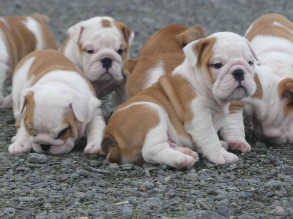 Magnifiques chiots bulldog anglais avec pédigrée.