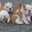 Magnifiques chiots bulldog anglais avec pédigrée.