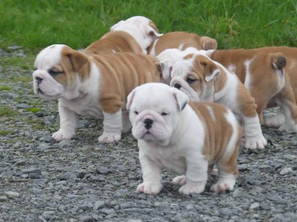 Vente Magnifiques chiots bulldog anglais avec pédigrée.