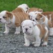 Magnifiques chiots bulldog anglais avec pédigrée. pas cher