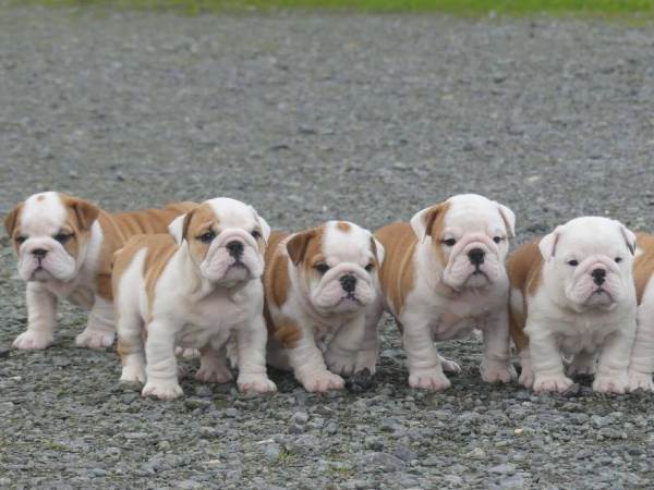 Magnifiques chiots bulldog anglais avec pédigrée. pas cher