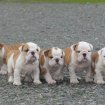 Annonce Magnifiques chiots bulldog anglais avec pédigrée.