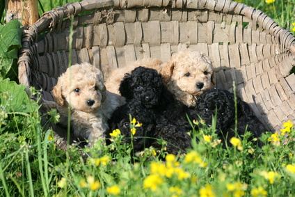 Magnifiques chiots caniche royal