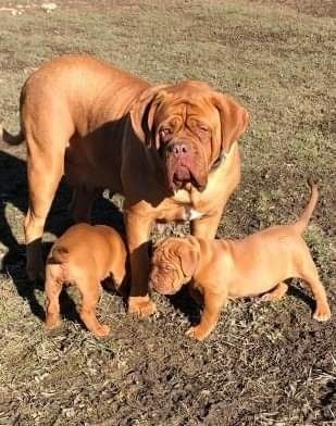 Magnifiques chiots dogue de bordeaux