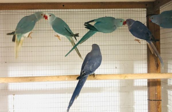 Magnifiques perruches &agrave; collier color&eacute;es &agrave; vendre.