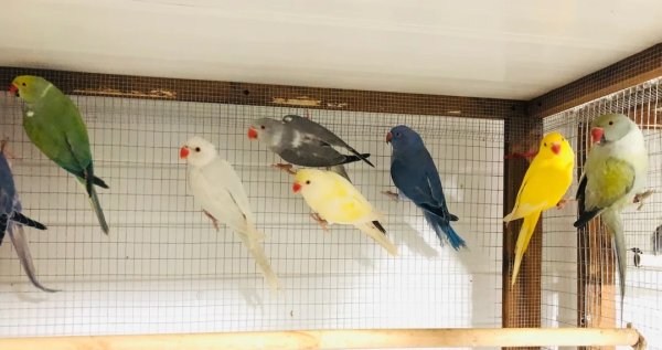 Vente Magnifiques perruches &agrave; collier color&eacute;es &agrave; vendre.