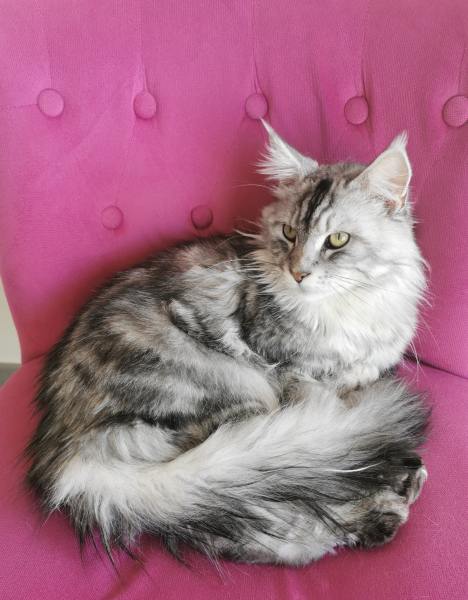 Vente Maine coon