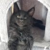 Annonce Maine coon
