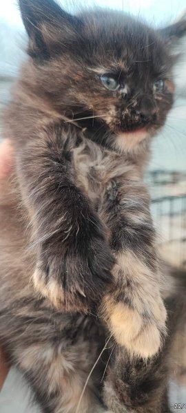 Vente Maine coon