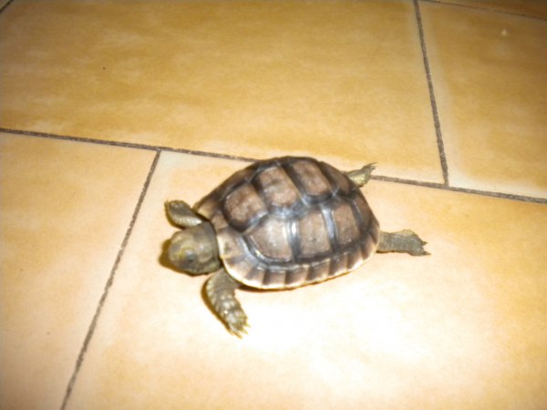 Petites Tortues De Terre Mes Occasions Com