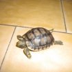 Vente Petites tortues de terre