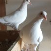 Annonce Pigeons hubell