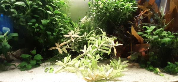 Vente Plantes d'aquarium