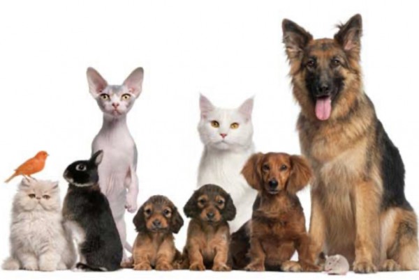 Vente Propose service garde animaux (chat/chien/rongeur