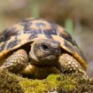Recherche une tortue femelle hermann ou graeca