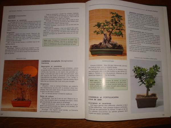 Vente R&eacute;ussir son bronzai