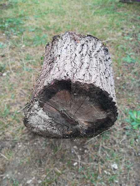 Rondin de bois en chêne