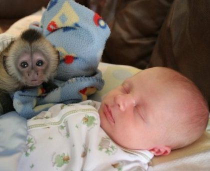 Singes capucins à vendre pas cher