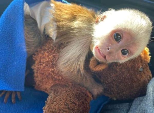 Singes capucins bien dress&eacute;s &agrave; vendre