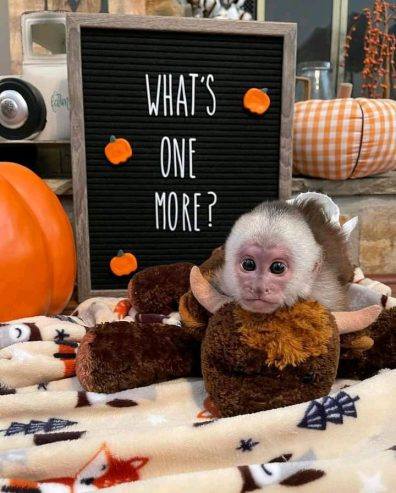 Vente Singes capucins bien dress&eacute;s &agrave; vendre