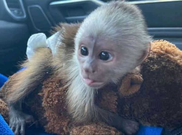 Singes capucins bien dress&eacute;s &agrave; vendre pas cher