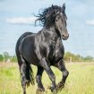 Stage d Équitation en bourgogne